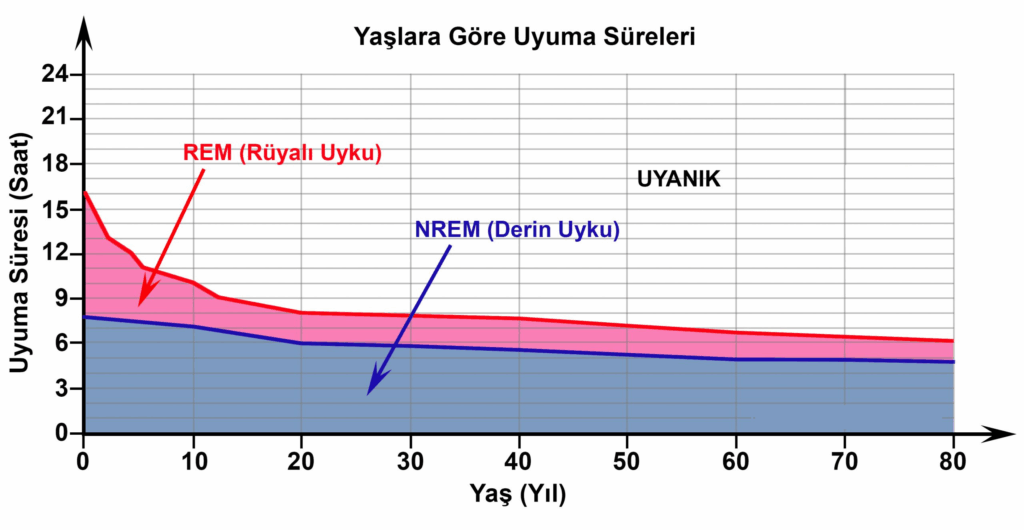 yaşa göre günde kaç saat uyku grafiği